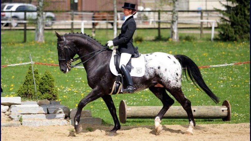 Aksel