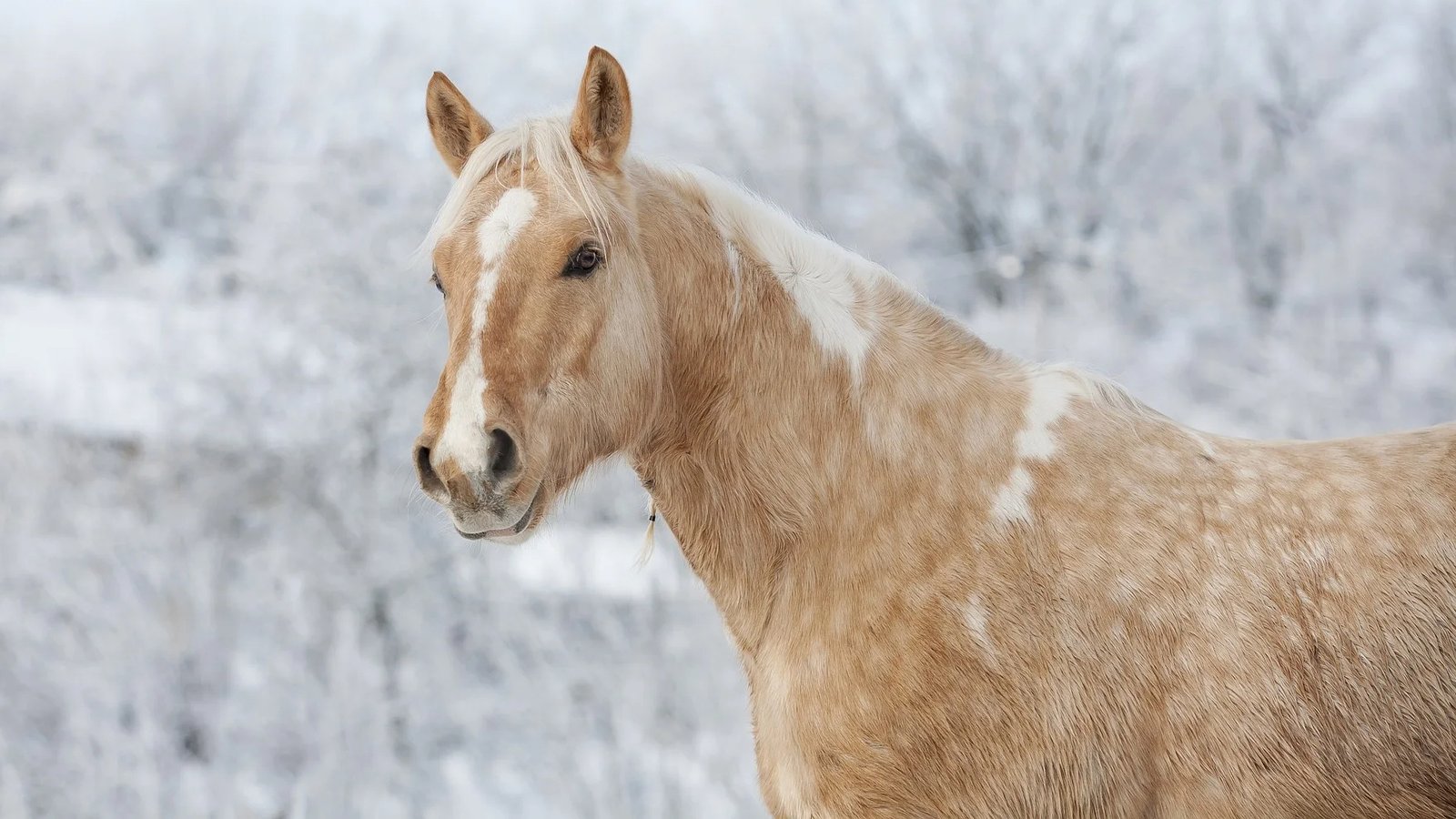 Butterscotch