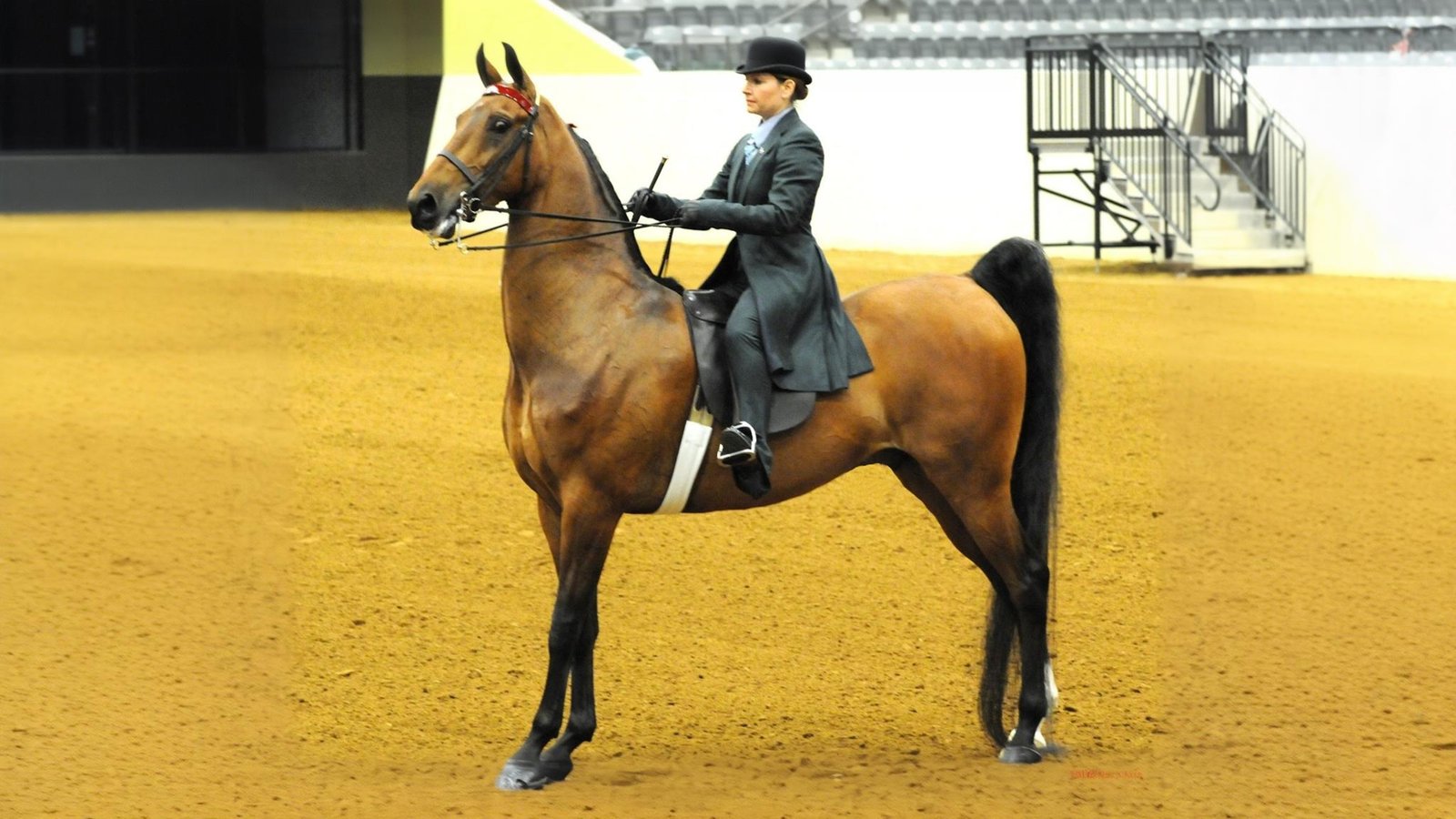 Eleganza M