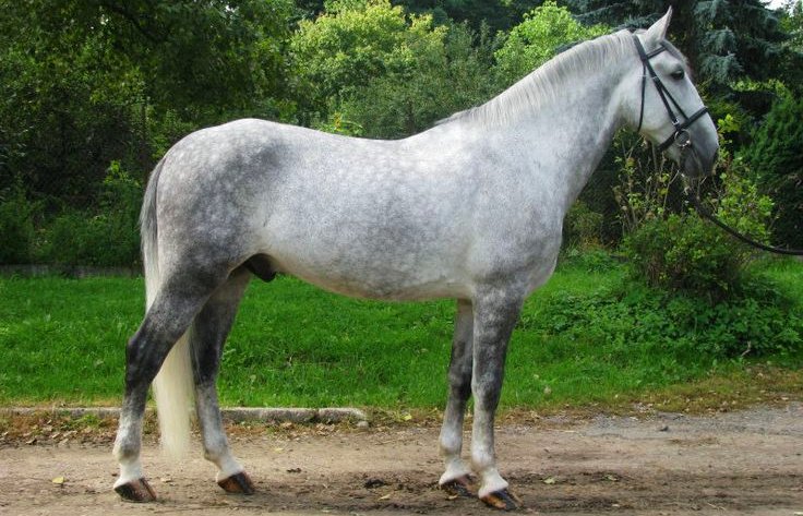 Zivatar