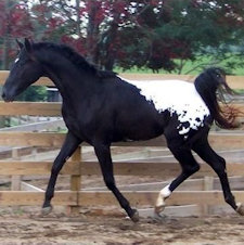 Malice Alice