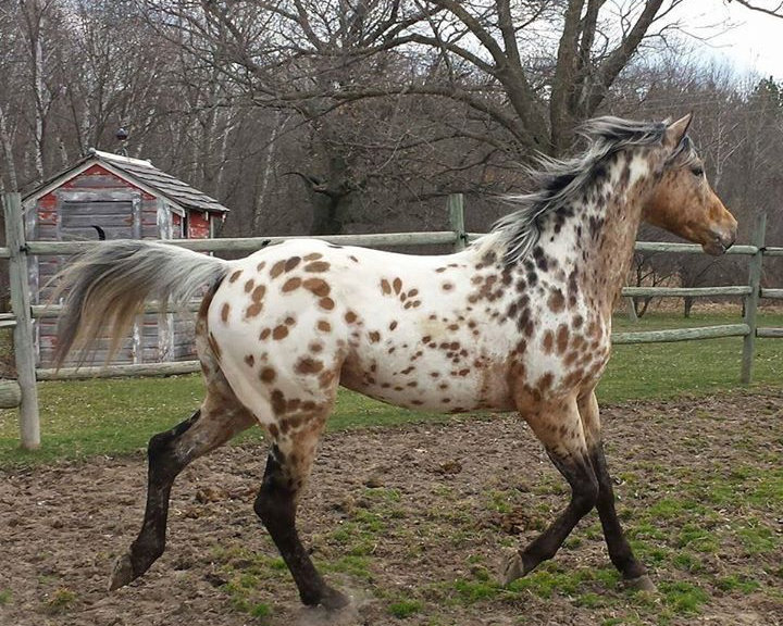 Rorschach