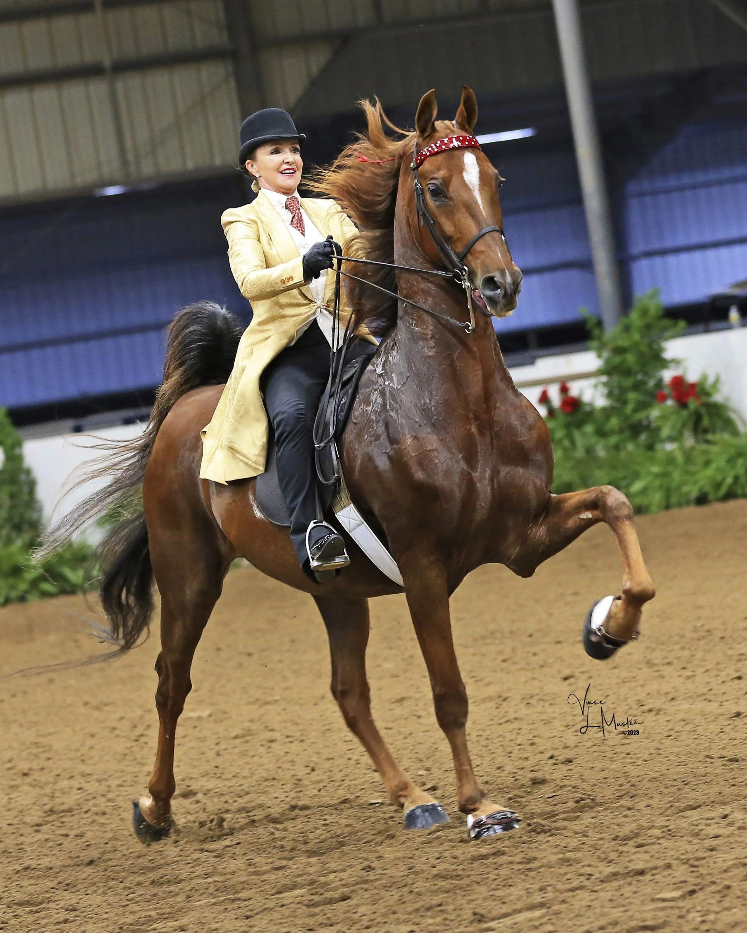 Saddleseat horse and rider